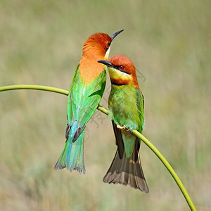 橙头鸟食蜂鸟板栗头户外花彩多的食蜜鸟栗子头的吃蜜蜂鸟坐在树枝上背景