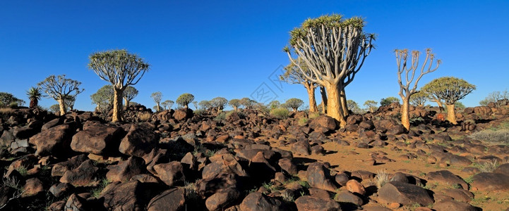 Aloedichotoma和花岗岩石纳米比亚宁静生态颤动图片