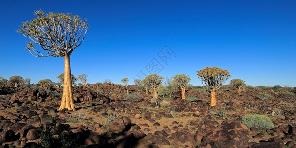 荒野生态Aloedichotoma和花岗岩石纳米比亚全景图片