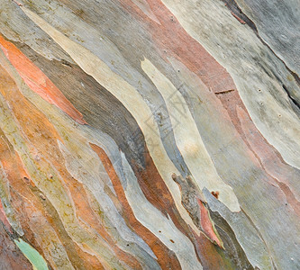 胶特异彩色的Eucalyptusdeglupta树皮绿色户外图片