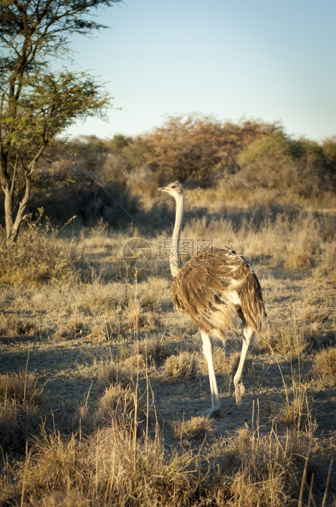 草非洲博茨瓦纳的大型野生动物奥斯里奇Ostrich骆驼国民图片