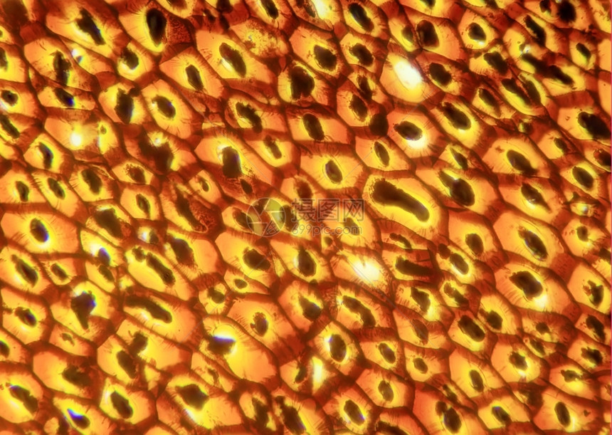 血管根显微镜下的Plasmodesmata切片PlasmodesmaSec40x胞间连丝图片