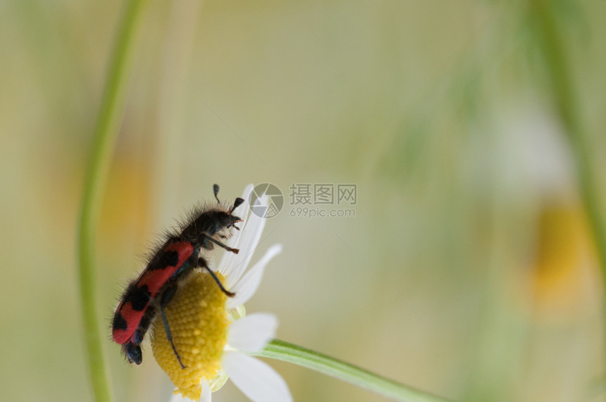 盛开的秋季菊花图片