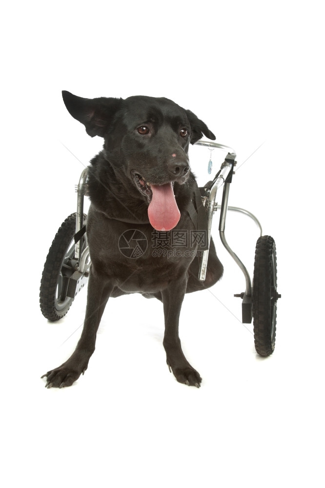 一种在白色背景面前穿着轮椅的狗和坐在上的狗支持医疗图片