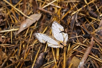 共同蝴蝶CyrrestisHomodamas在地面的胸膜泰国西瑞斯蒂蛱蝶科图片