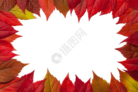 边界框架白色背景的秋叶边框Firginia爬行者离开Top视图树叶图片