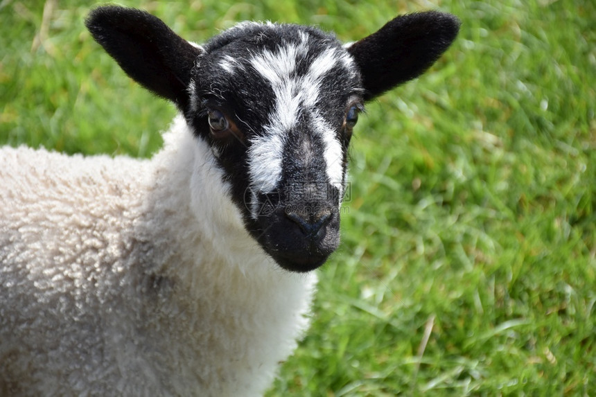 埃彭特羊毛母英国可爱的黑人和白面对年轻的羊羔图片