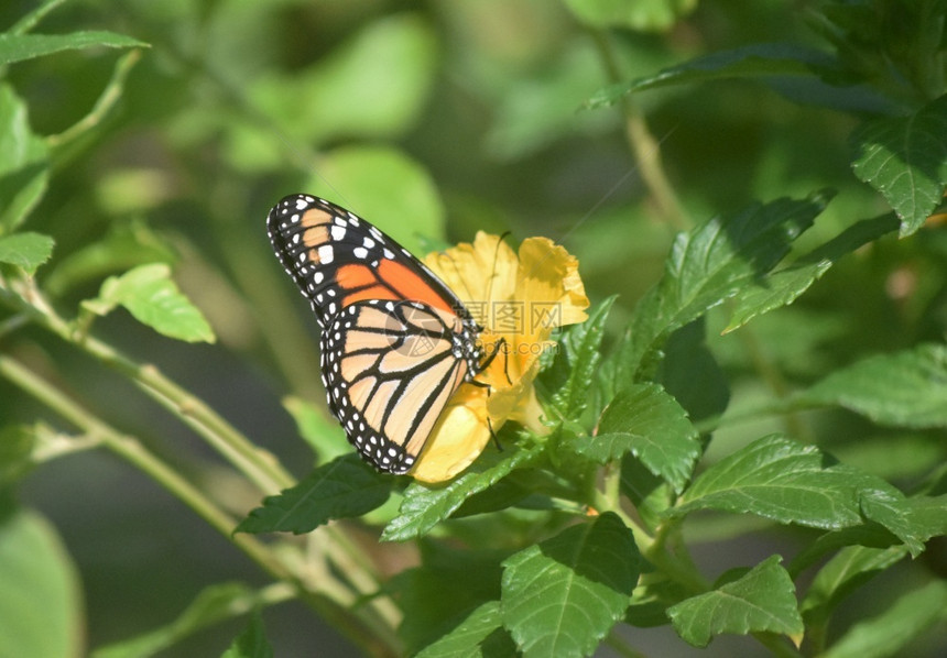 美丽的君主蝴蝶在花园的黄色朵上引人注目开花蝴蝶农场图片