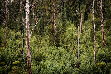 澳大利亚维多州马里斯维尔附近的森林风景优美有蕨类植物白蜡树和胶灰绿色荒野背景图片