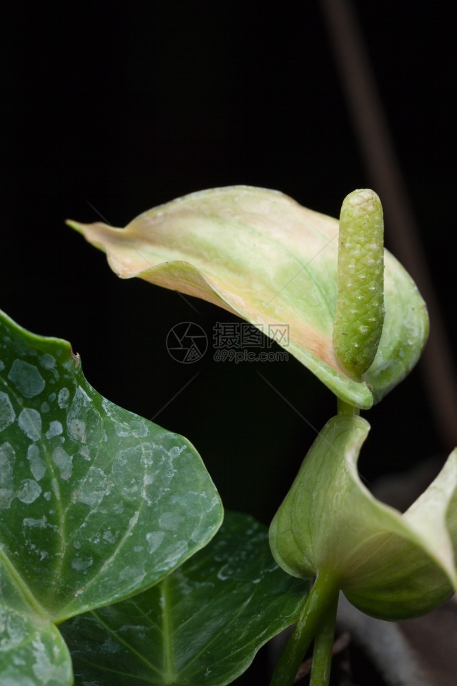 公园花朵丛红园美术摄影植物丽图片