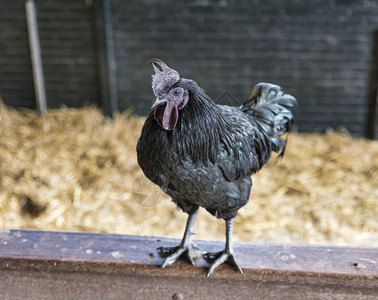托斯卡纳鸡家禽自然高清图片
