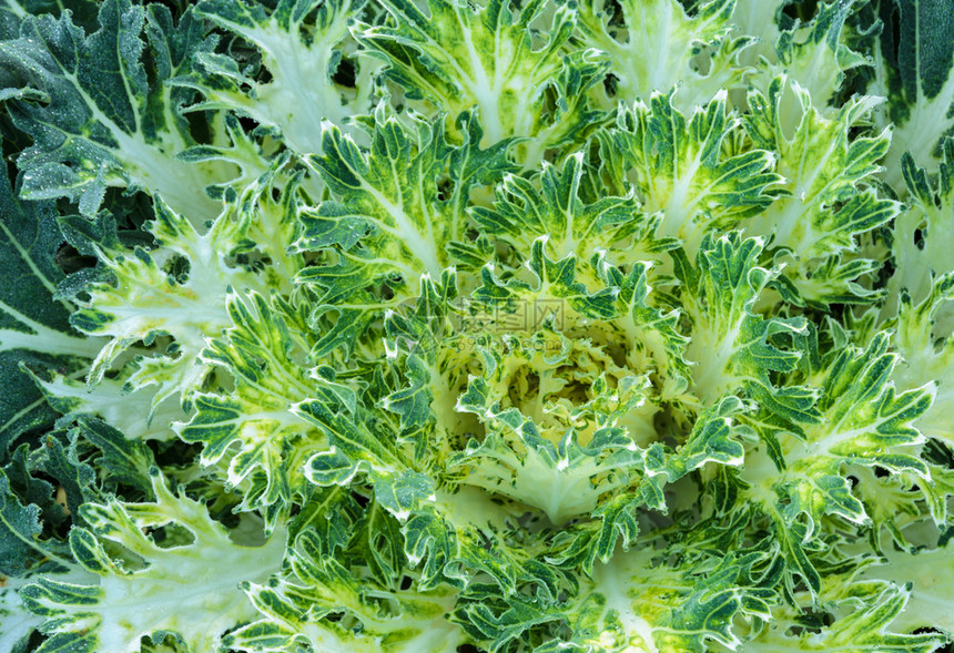 装饰绿色圆形卷心菜和鲜花卡勒植物背景羽衣甘蓝白色的图片