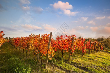 秋天晴朗天空下的葡萄园图片