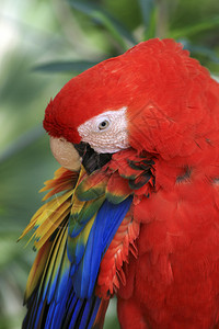 墨西哥的红蓝色大鹦鹉生活鸟蓝色的图片