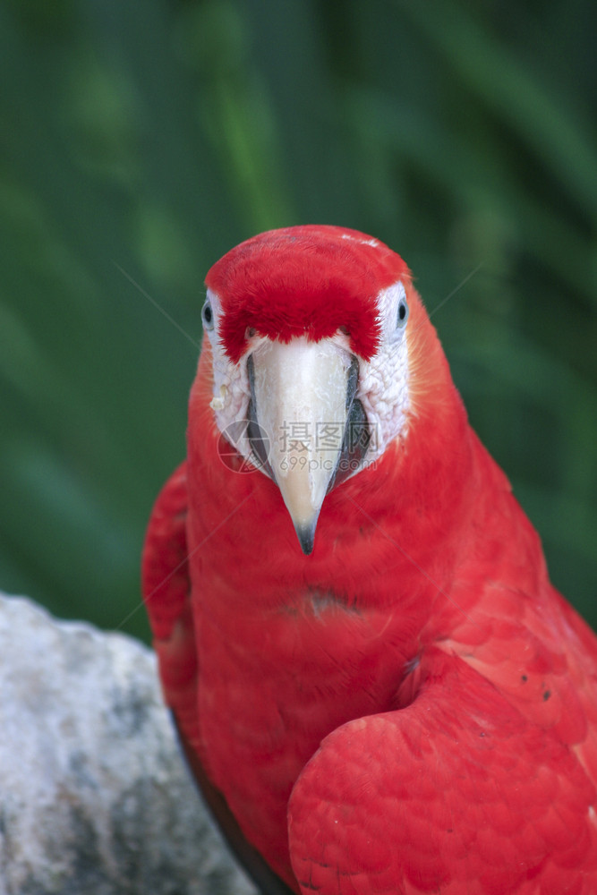 墨西哥的红蓝色大鹦鹉颜红的蓝图片