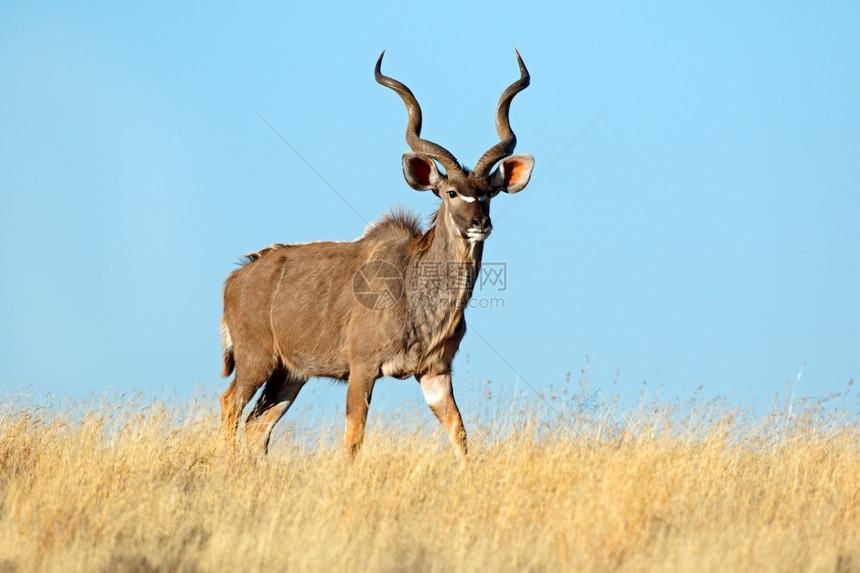 苹果浏览器蓝色的雄捻角羚羊Tragelaphusstrepsiceros反对蓝天南非自然图片