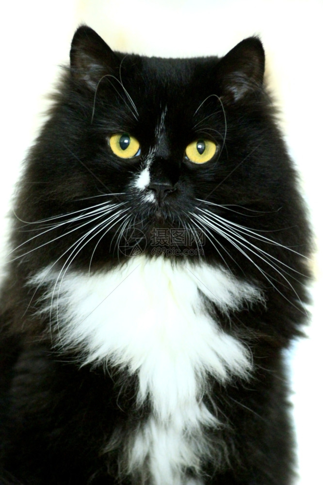 口床单在白色背景上被隔离的黑猫美丽白领带被隔离的色背景上的图片