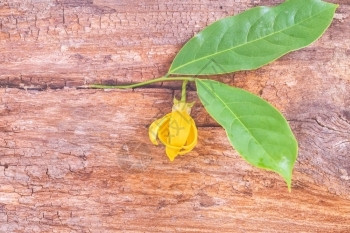 依兰绿色植物学在粗糙棕色木板上叶的Ylanngylang花朵图片