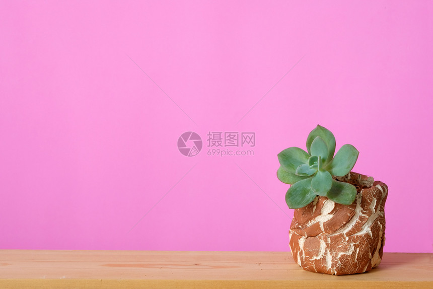 装饰斯堪纳维亚语木板上的活植物和带有复制空间的粉红色背景多肉的图片