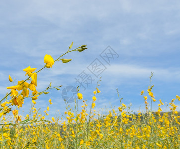 天丰富多彩的在田里紧贴克罗塔利亚花朵高清图片