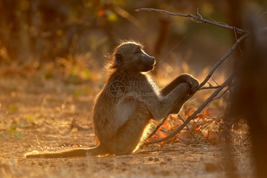 南非克鲁格公园KrugerNationParksinus狒背光哺乳动物图片