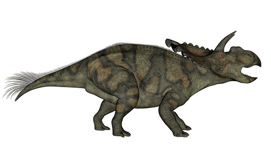 阿尔伯塔省使成为迪诺白垩纪艾伯塔塞拉托斯恐龙在白色背景中行走和咆哮与白种背景隔离3D化艾伯塔塞拉托斯恐龙3D化身设计图片