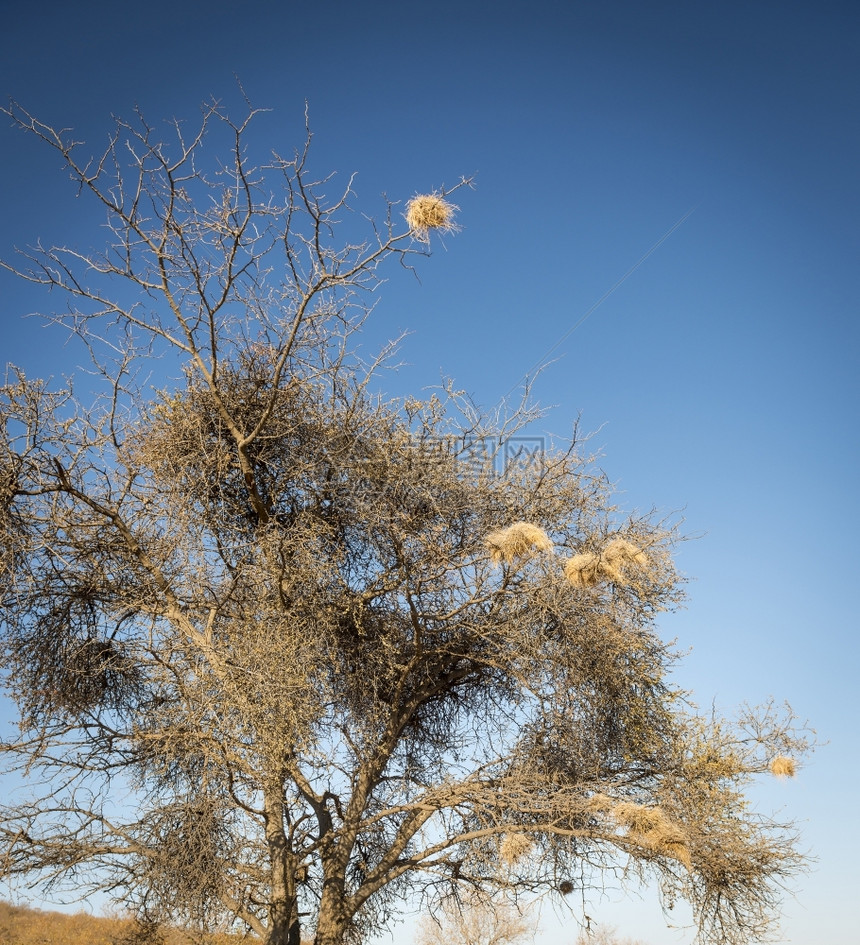 动物野生结构体在非洲博茨瓦纳的一棵老干枯树上编织鸟巢图片