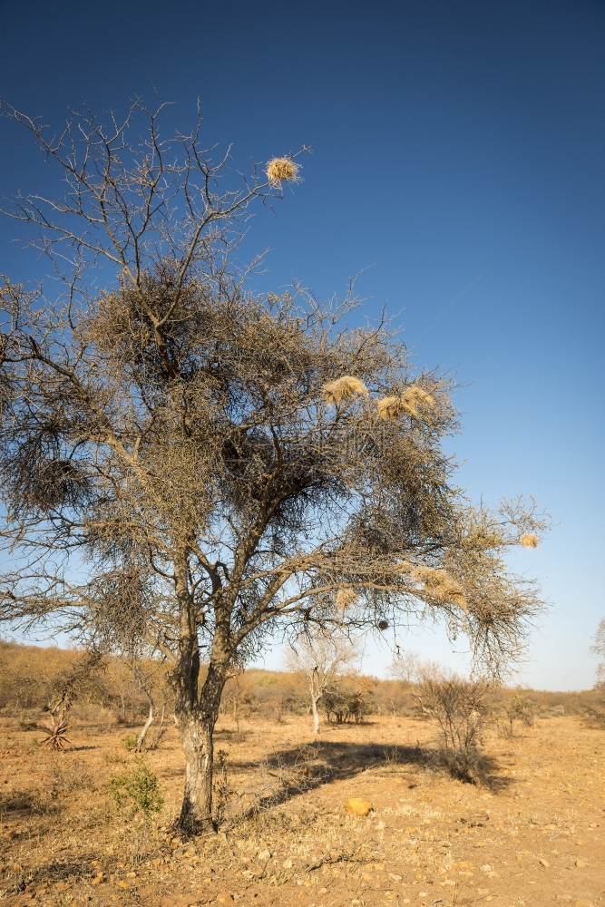 在非洲博茨瓦纳的一棵老干枯树上编织鸟巢干燥美丽的金合欢图片