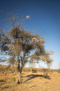 在非洲博茨瓦纳的一棵老干枯树上编织鸟巢干燥美丽的金合欢图片