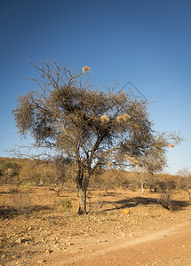 非洲人在博茨瓦纳的一棵老干枯树上编织鸟巢金合欢图片