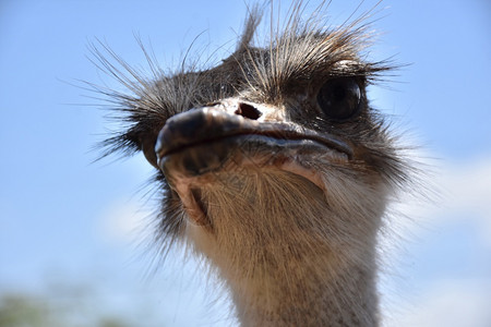 直视一个食人怪的面孔火鸡脸南非鸵鸟背景图片