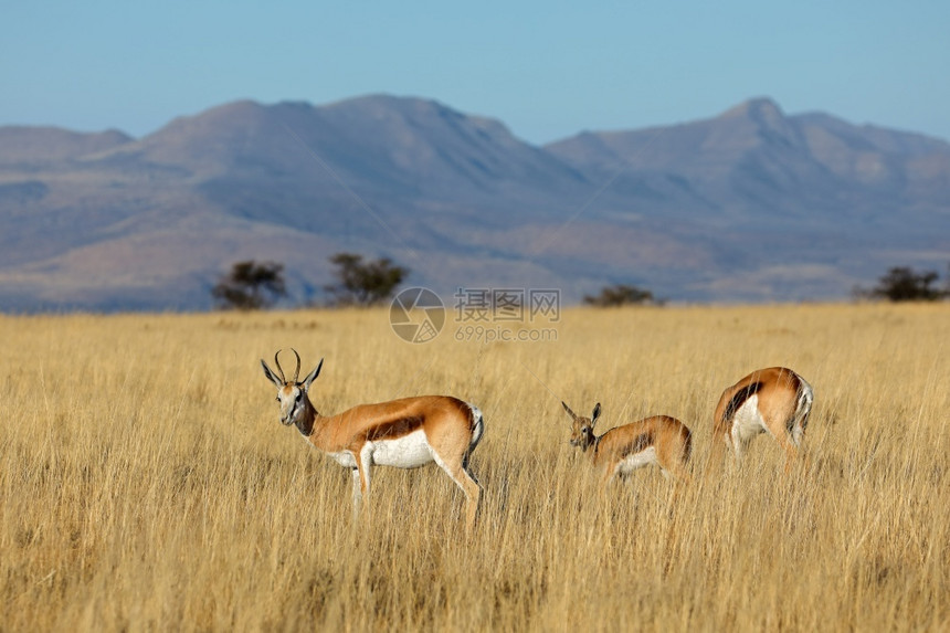 国民动物环境南非Zebra山公园自然生境中的安蒂多尔卡斯马苏比亚里南非图片