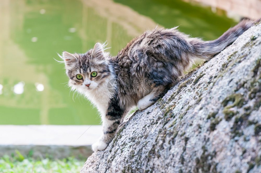 户外从池塘出来后一只可爱的灰小猫湿透了色的图片