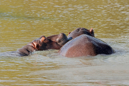 南非水中淹没的两座河马南非苹果浏览器大量的两栖动物图片