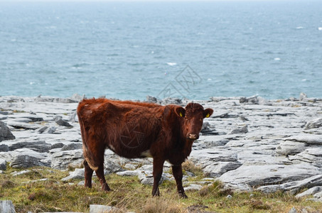 景观航空公司在爱尔兰Burren公园周围行走的一头塞地牛负担图片