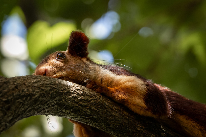 单身的马拉巴尔动物一只印度巨松鼠拉图法印第卡躺在树枝上图片