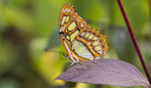 昆虫学或者绿色背景中的孔雀石蝴蝶或siproetastelenes图片