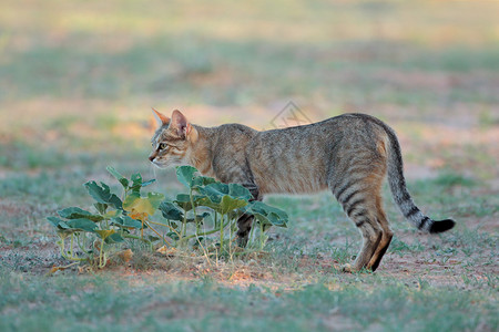 非洲野猫图片