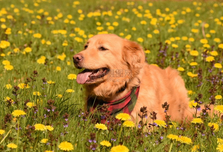 小狗犬类河鸭安息在田野中新斯科舍省鸭收费猎犬图片