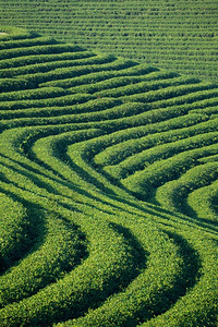 春天新鲜的绿色泰国ChouiFong农场茶叶种植景图片