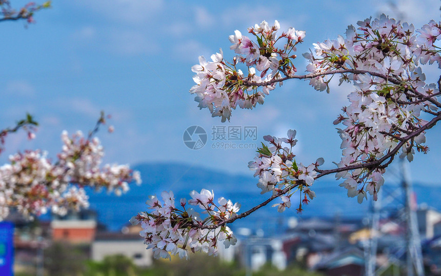 旅行粉色的地标樱桃花和山丘中深藏的樱桃花和山图片