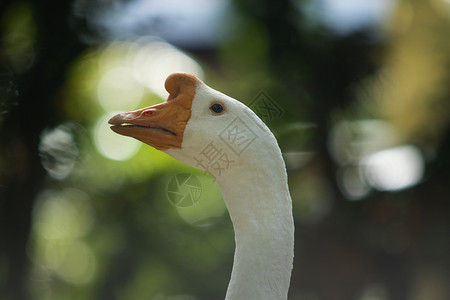 动物皮肤以绿色模糊背景为紧地闭上鹅头鸭图片