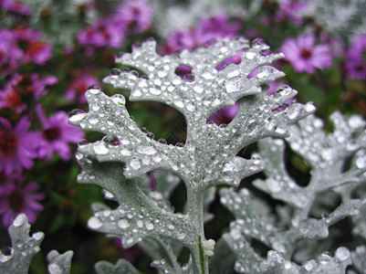 季节生长雨后鲜花的床铺天稻种植美丽的图片