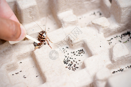 杀手已死挲白色的月经手用来杀死蟑螂它住在那里抚摸它在棕色纸盒里肮脏的背景