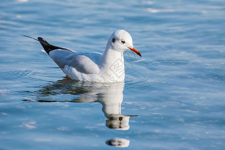 海鸟野生动物羽化水上的海鸥图片