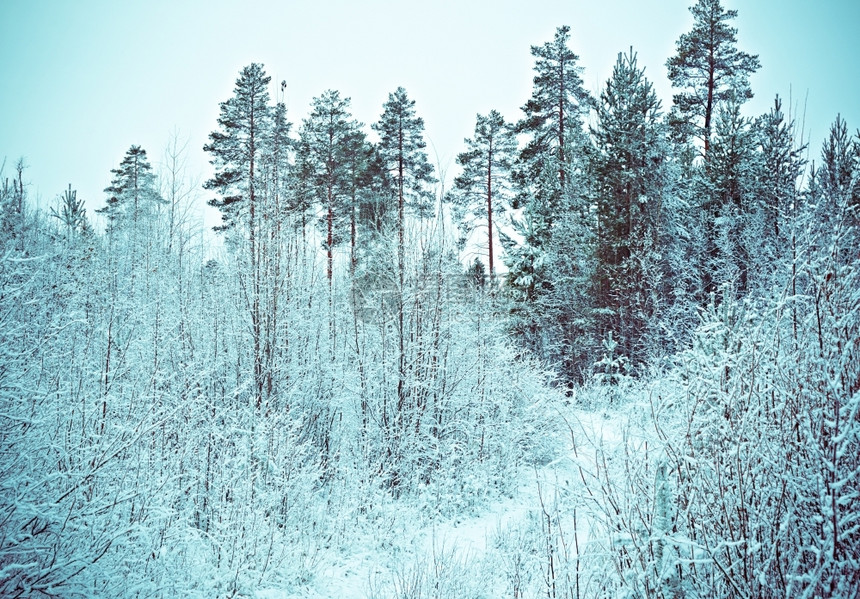 景观自然深的寒冬现场冻的花林松树图片