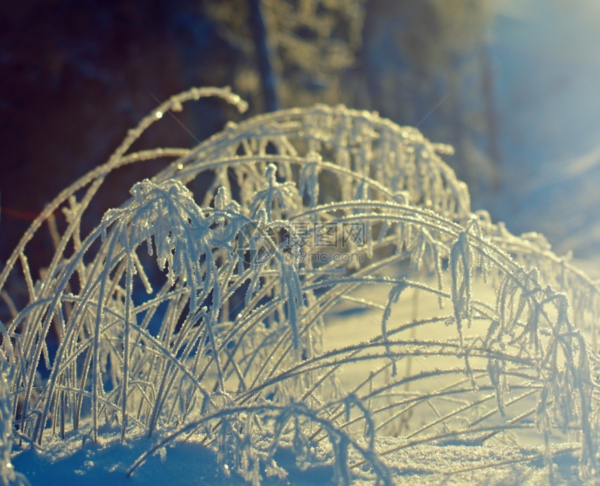 蓝色的雪花美丽冻结图片