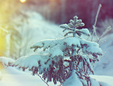 森林冻结的冬季现场雪旅行图片