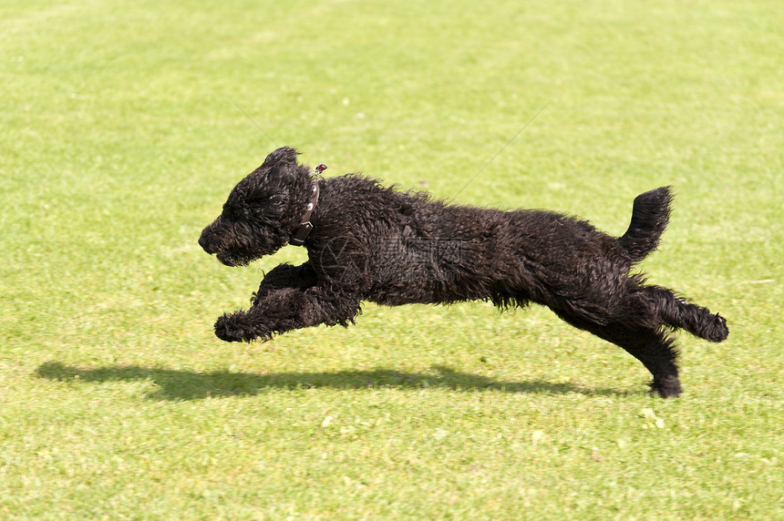 跑狗快速地运动物图片