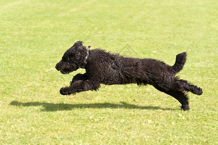 跑狗快速地运动物图片